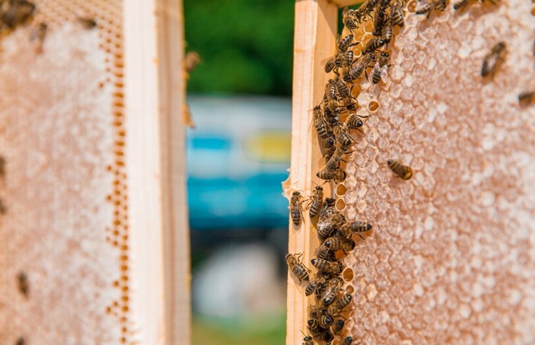 Termite Treatment in Bangalore